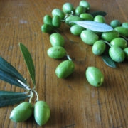 Growing Indoor Olive Trees