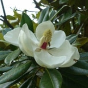 How to Prune a Magnolia Tree