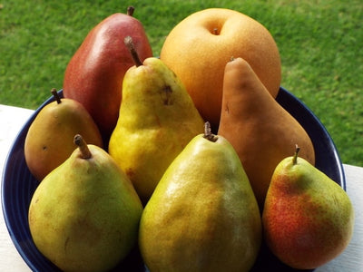 GROW GUIDE FOR PEAR TREES