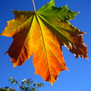 Maple Leaves in Full Fall Foliage Colors