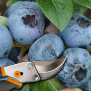 How to Prune Blueberry Bushes