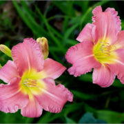 When to Divide Daylilies?