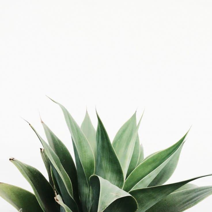 Indoor Plant Care Guide For Houseplants 