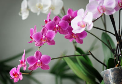 ORCHID PLANT CARE