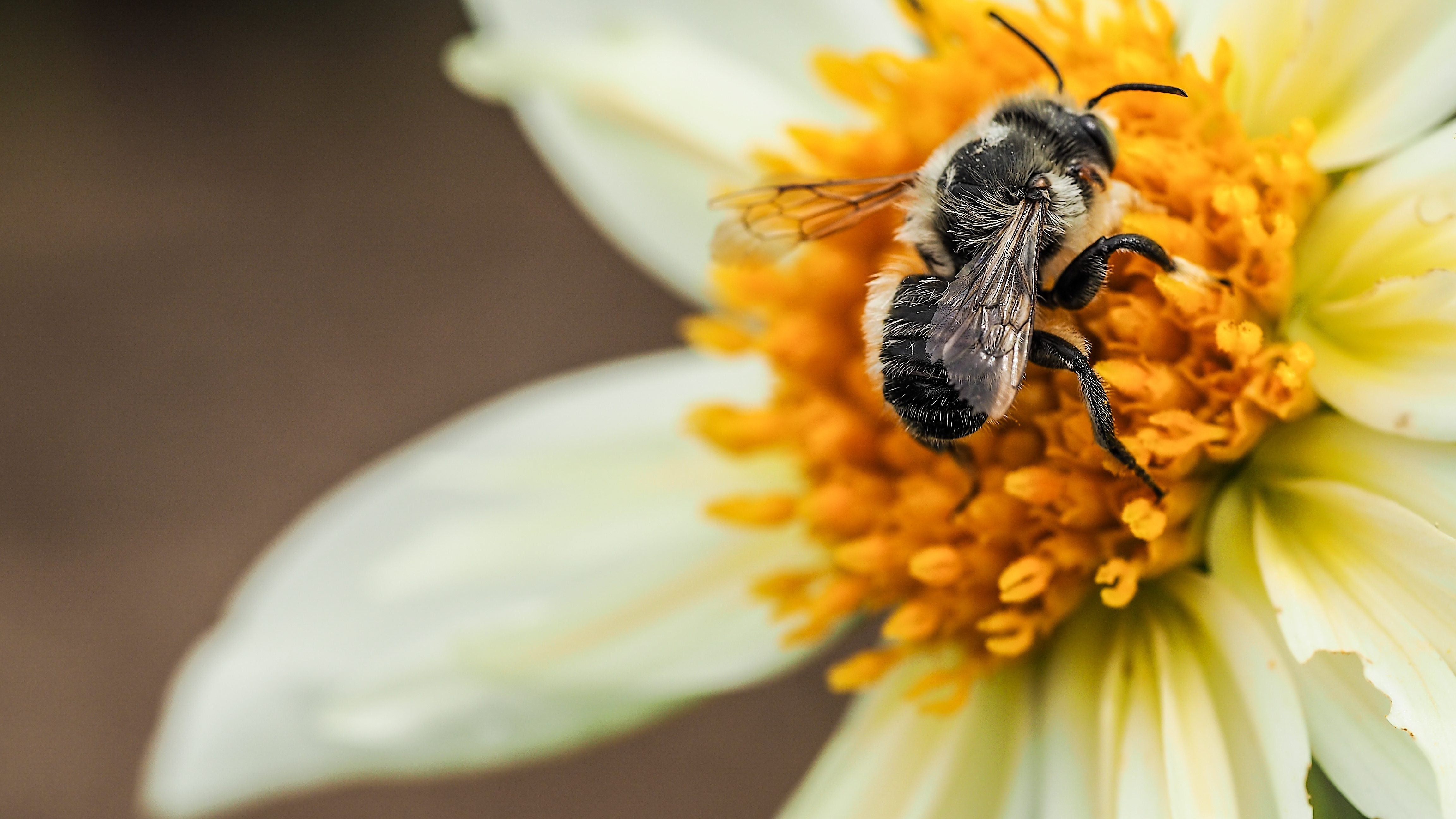 Flowers Sex Pollinators And Pollinizers Perfect Plants