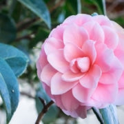 How to Prune a Camellia Bush