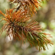 How to Save An Evergreen Tree from Dying
