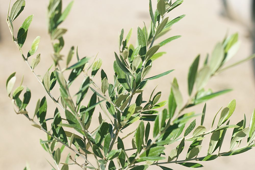 Growing Olive Trees - Outdoor And Indoor Olive Tree Care