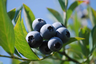 Differences Between Blueberry Bushes
