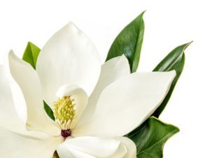 Three Reasons Why Magnolia Buds Don't Open