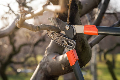 The Difference Between Tree Trimming and Pruning