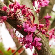 How To Plant A Redbud Tree