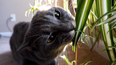 What Plants Are Poisonous To Cats?