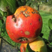Apple Tree Diseases & How to Cure Them