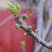What is Breba Crop in Fig Trees?