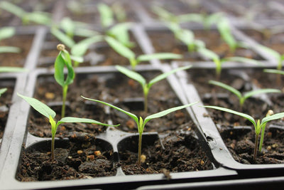 Vegetable Gardening for Beginners – Part 2