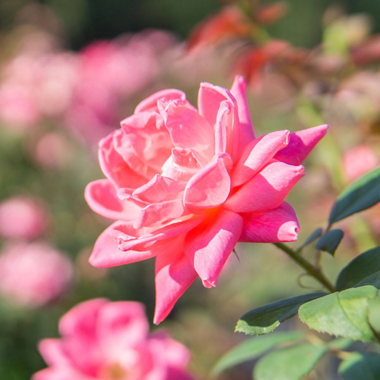 Pink Rose Bushes for Sale Perfect Plants