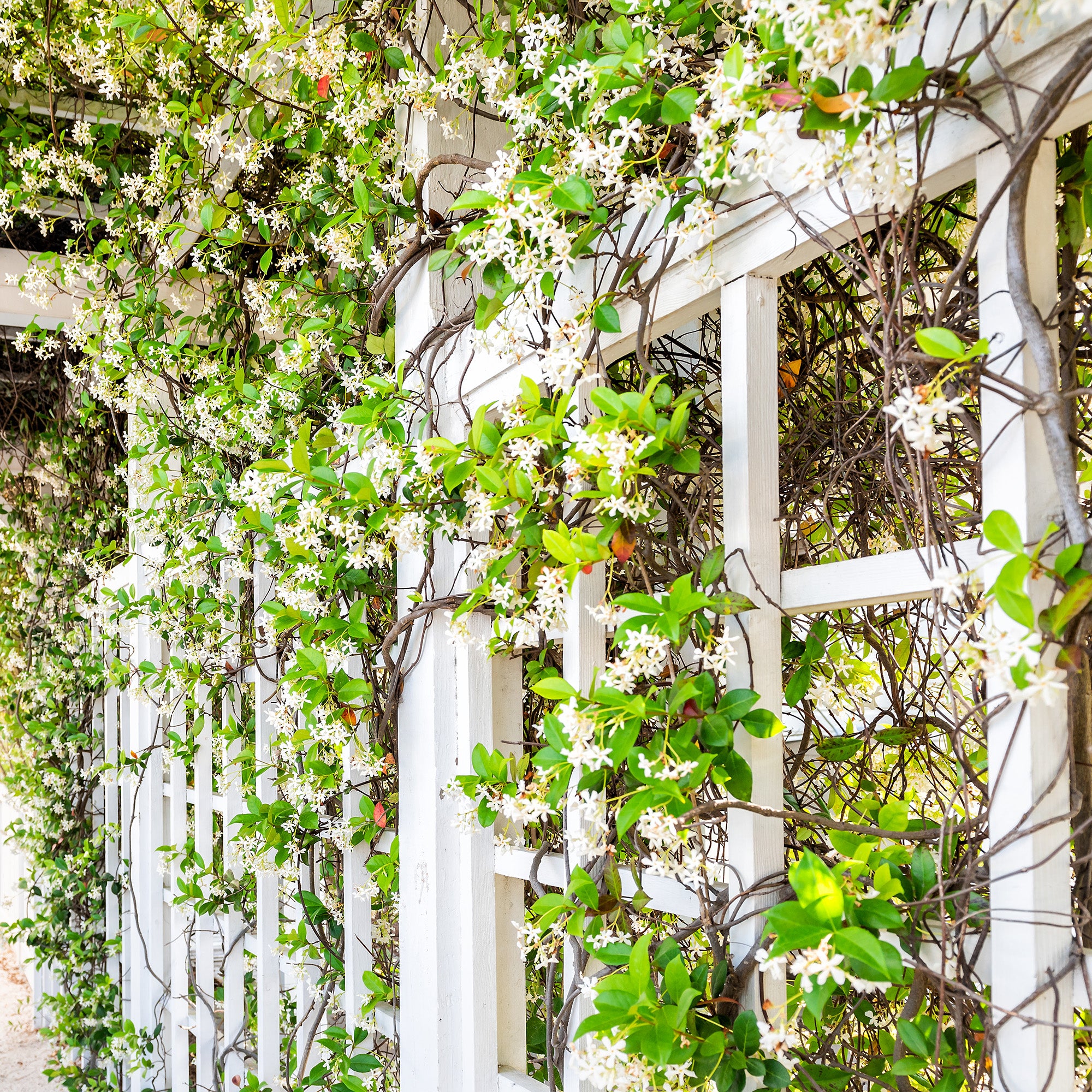 Vining Shrubs for Sale Online Perfect Plants