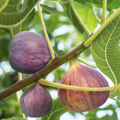 Delicious Celeste black fig growing on tree branch