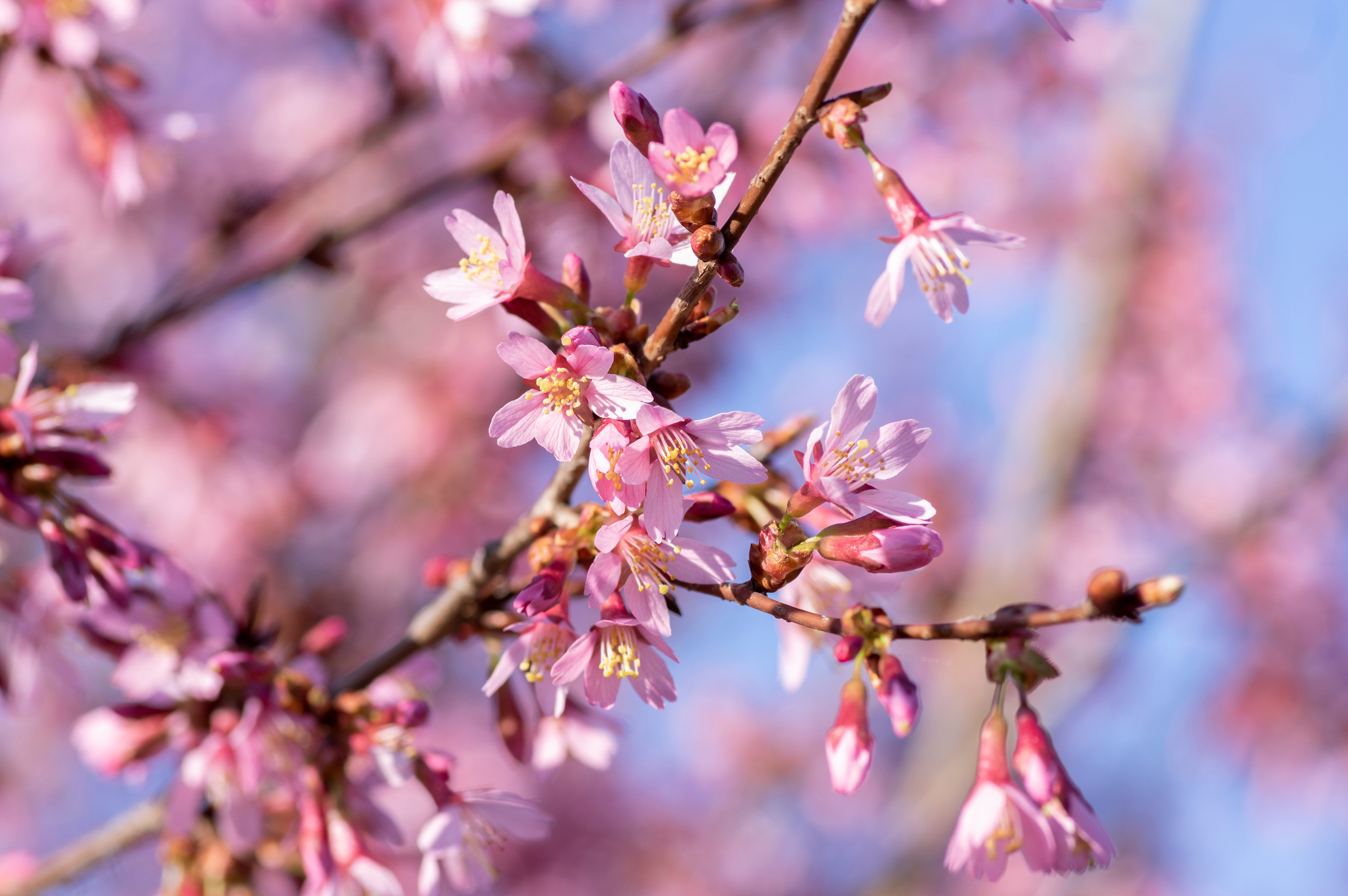 Okame Cherry Tree Blooms from the Okame Cherry Tree