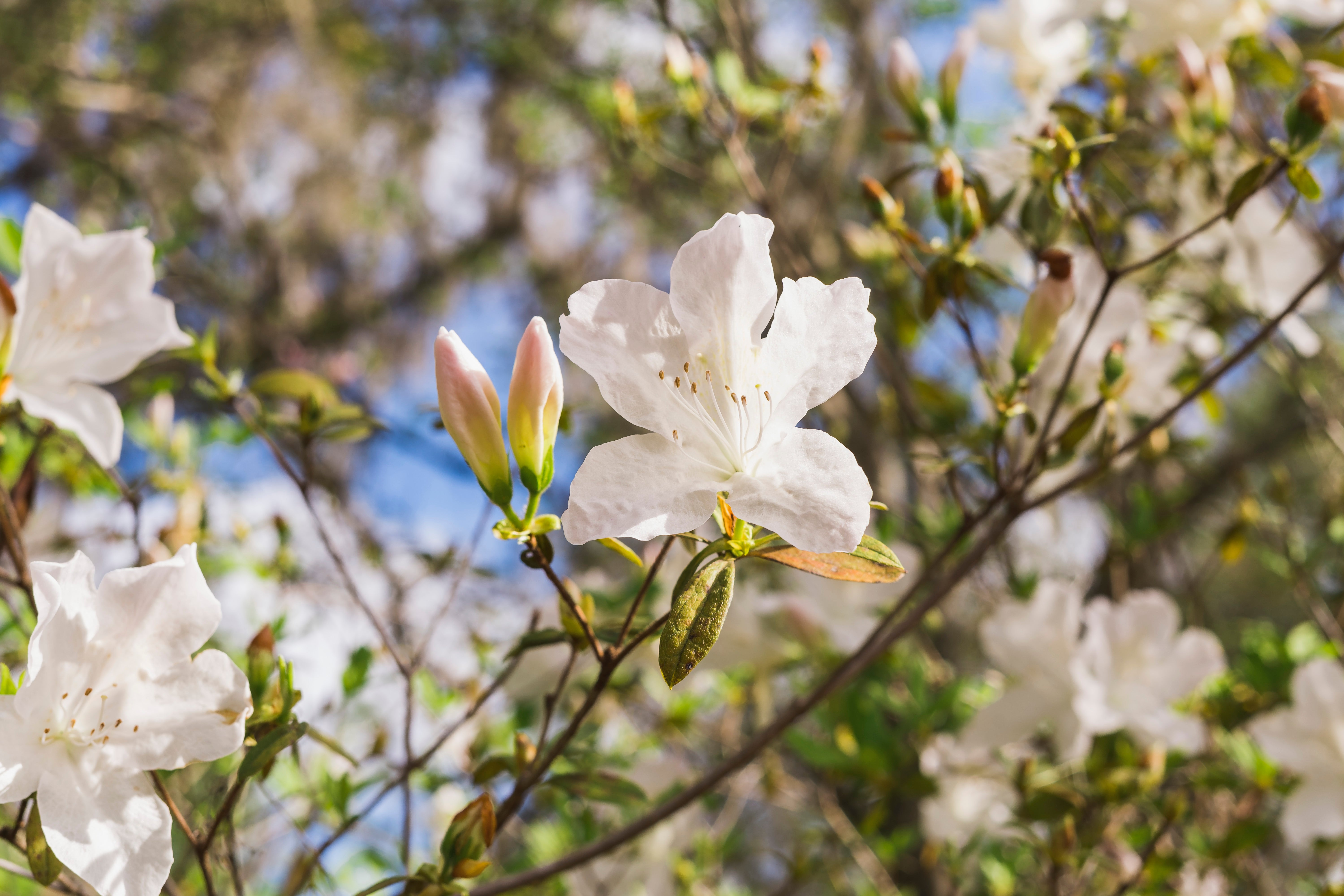 GG Gerbing Azalea Shrub Blooming Image of GG Gerbing Azalea
