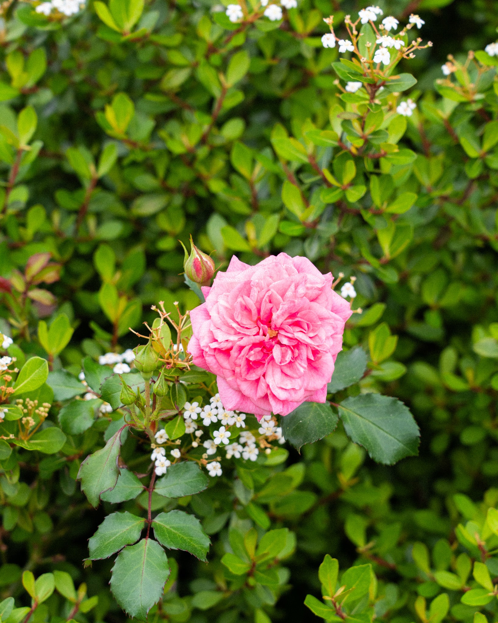Sweet Drift®️ Rose Sweet Drift®️ Rose Bloom