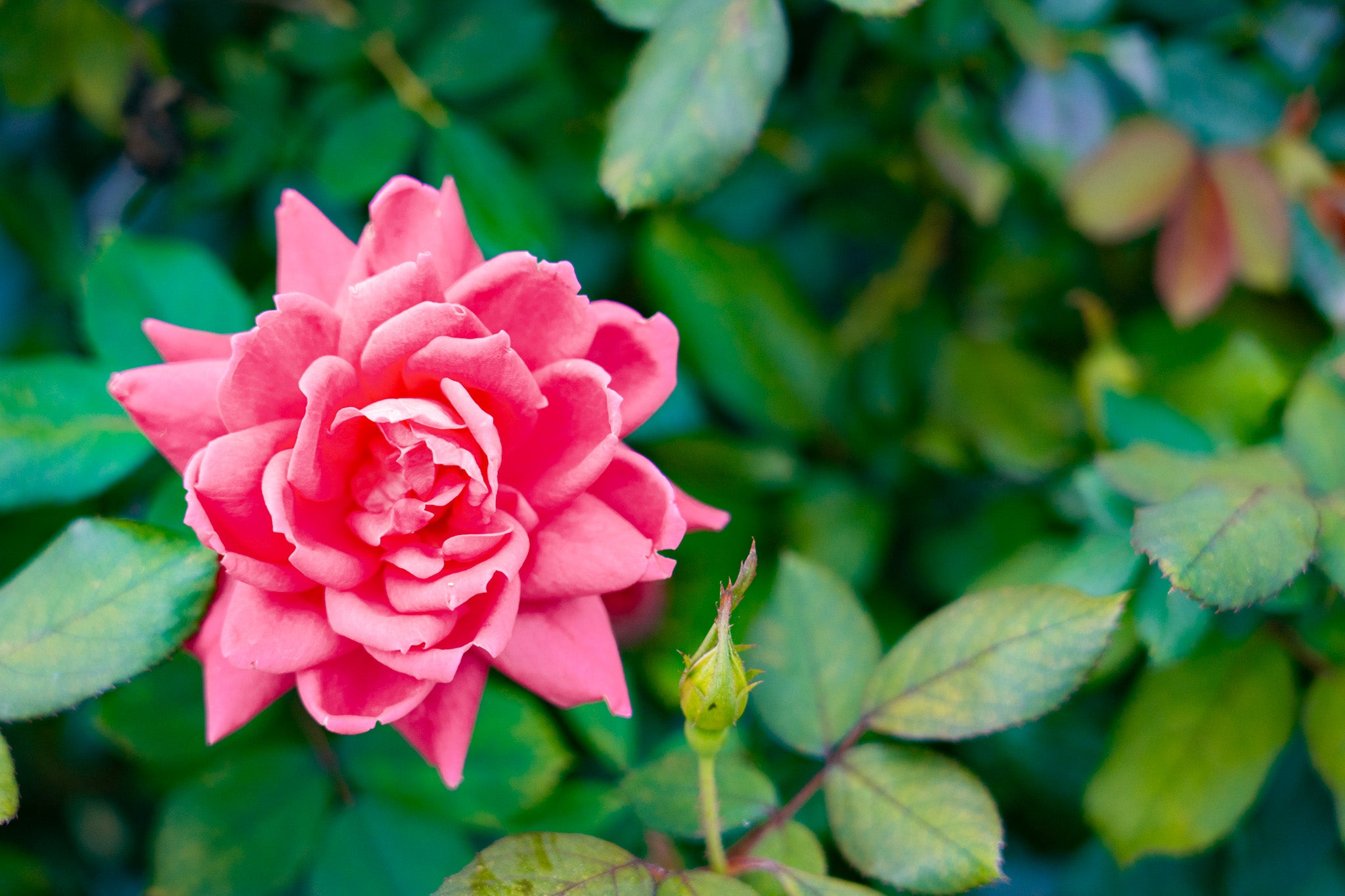 Double Pink Knock Out®️ Rose Double Pink Knock Out®️ Rose blooms
