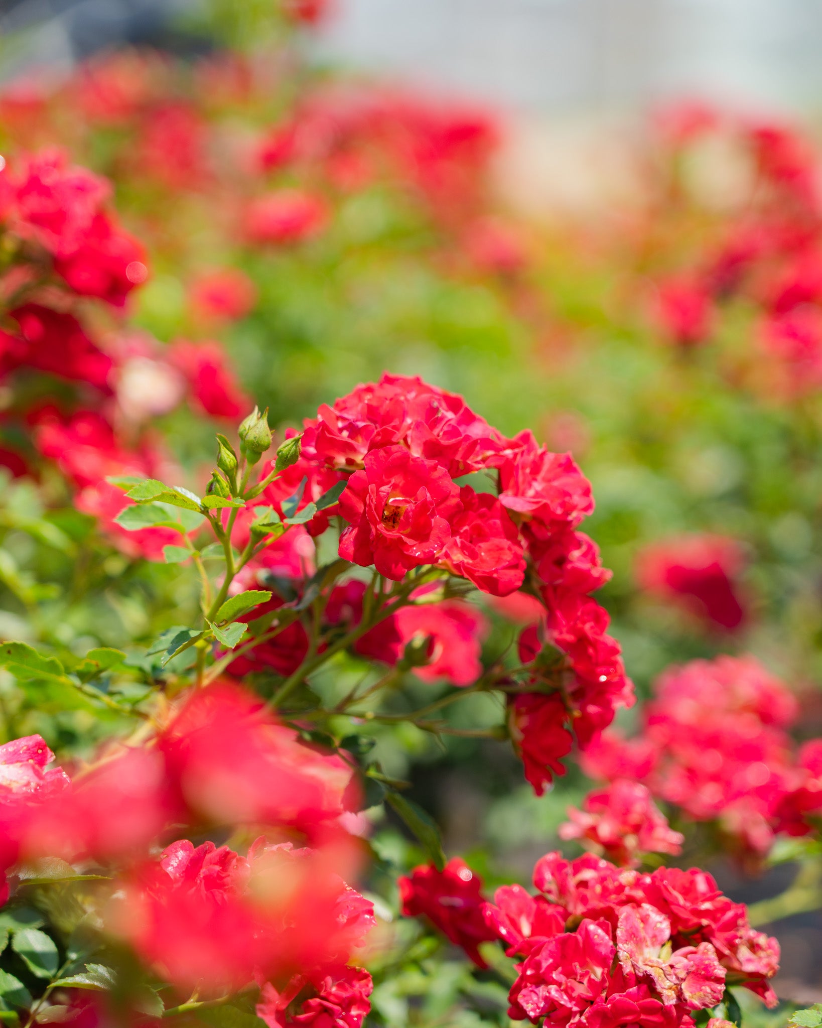 Red Drift®️ Rose Bush Red Drift®️ Rose Blooms