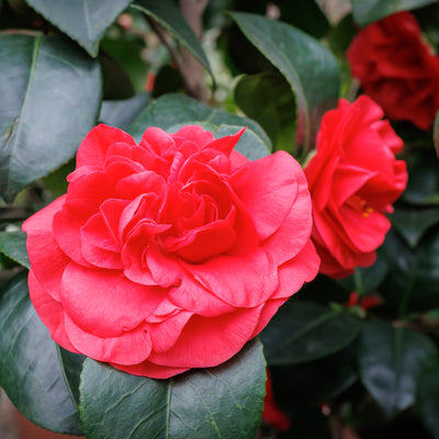 Close up of a bright red flower belonging to a Professor Sargent Camellia with green leaves in the background