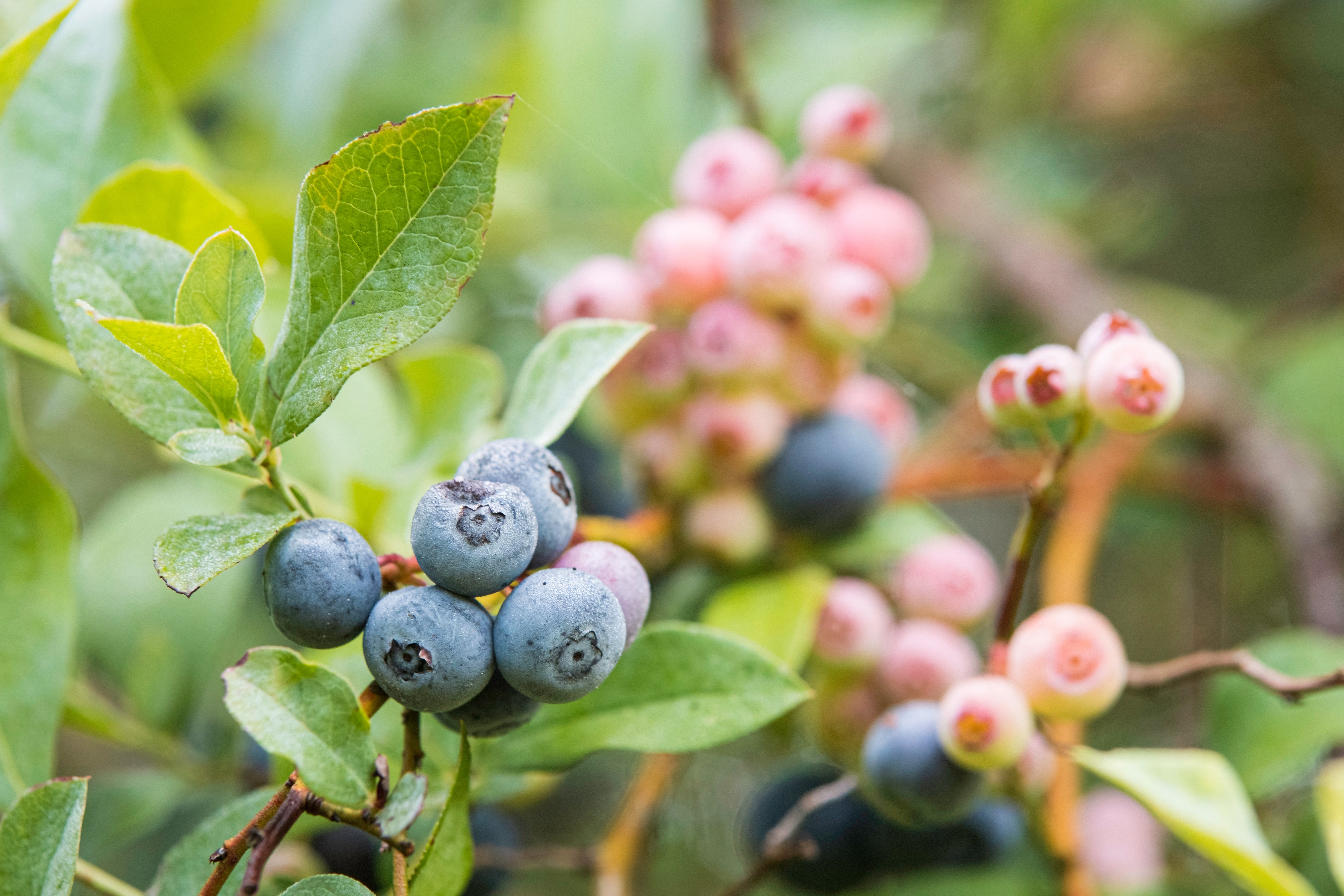 Buy Rebel Blueberry Southern Highbush Blueberries for Sale Perfect Plants