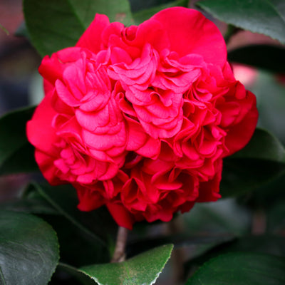 A close-up image of a bright red Kramer's Supreme Camellia flower with textured petals, surrounded by green leaves.