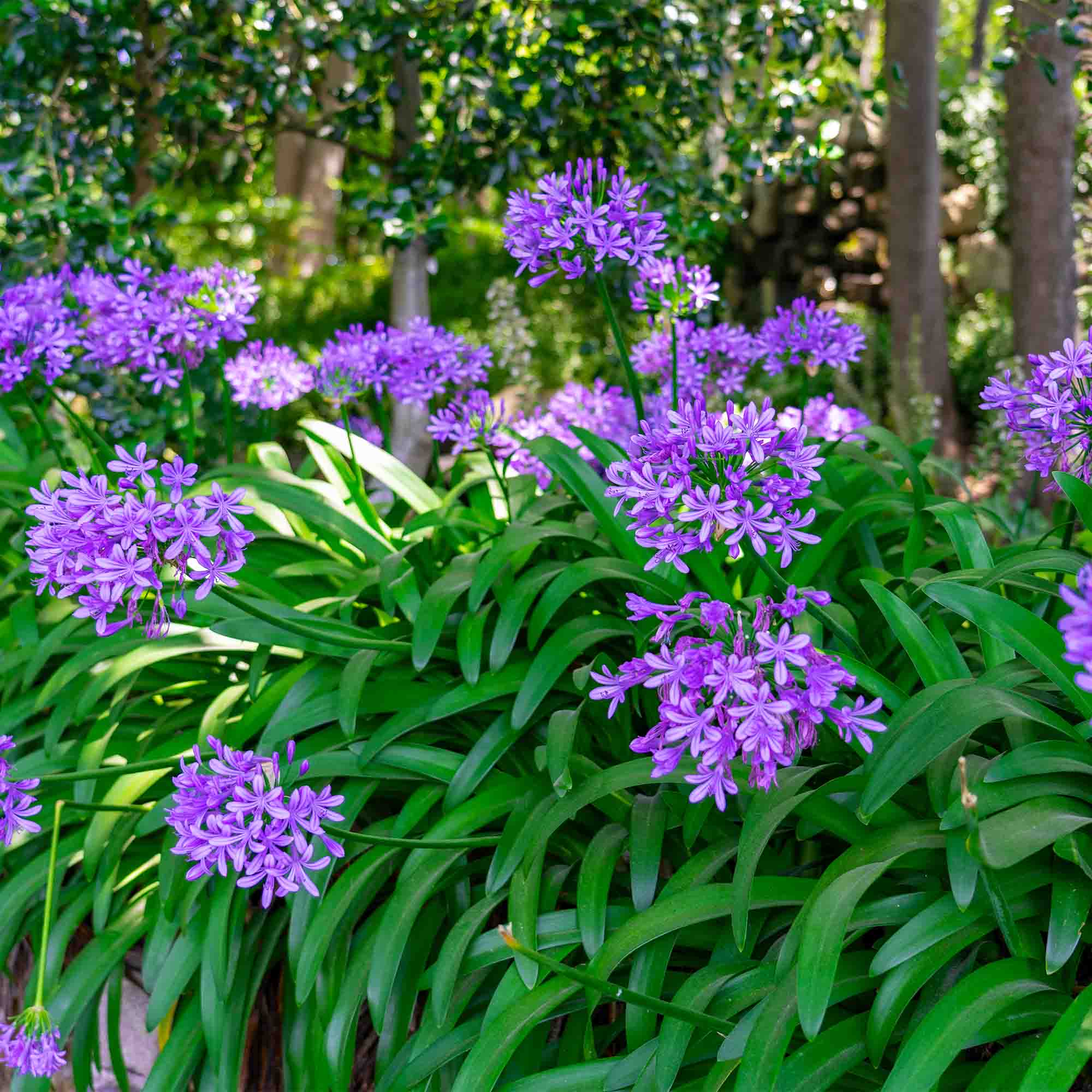 Ever Amethyst™ Agapanthus