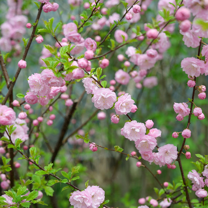 Dwarf Pink Flowering Almond Bush