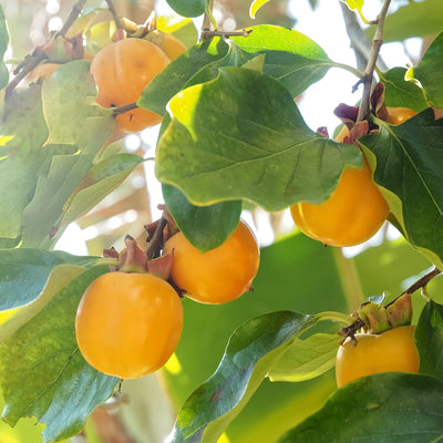 American Persimmon Tree