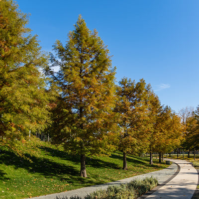 Deciduous bald cypress trees for sale online at Perfect Plants Nursery