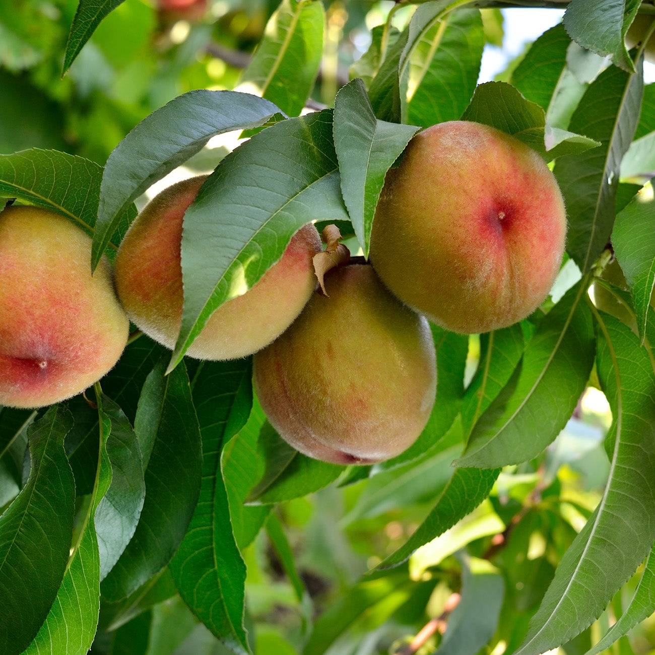 Belle of Georgia Peach Tree