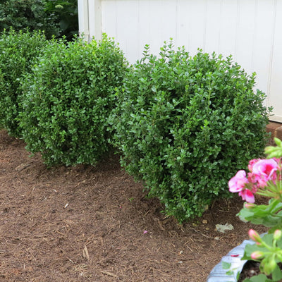 Hedge of NewGen Freedom Boxwoods growing against a white wood sided home