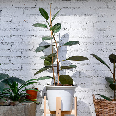 A Ficus Burgundy Rubber Plant with dark green leaves in a white pot, placed against a brick wall. Other plants are visible in the background.