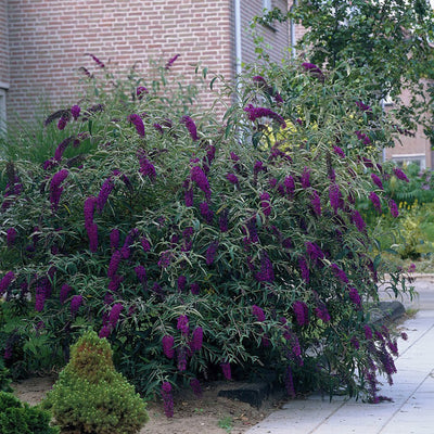 Flowering Black Knight Butterfly bush for sale online from Perfect Plants Nursery
