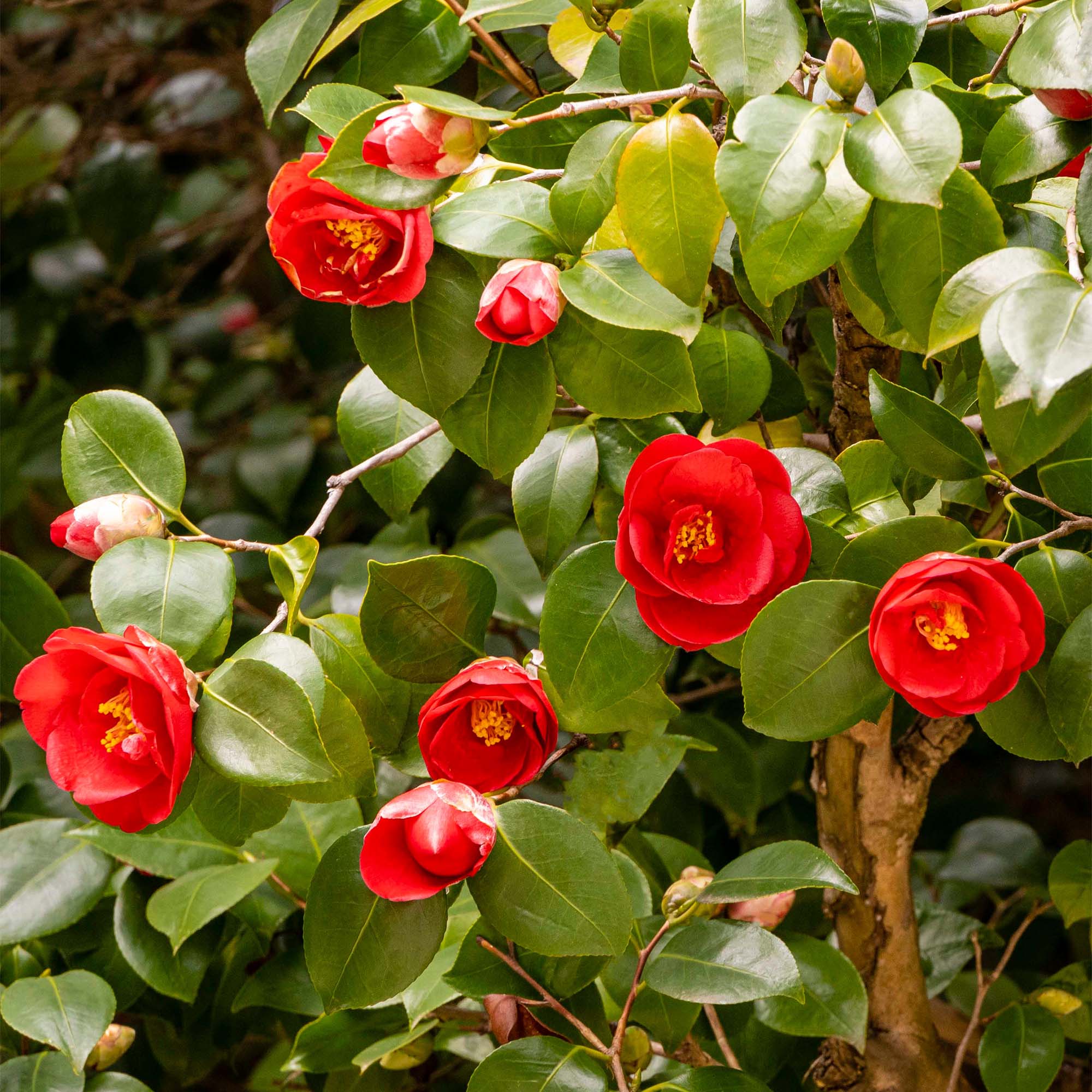 Kramer's Supreme Camellia for Sale | Camellia Japonica | Perfect