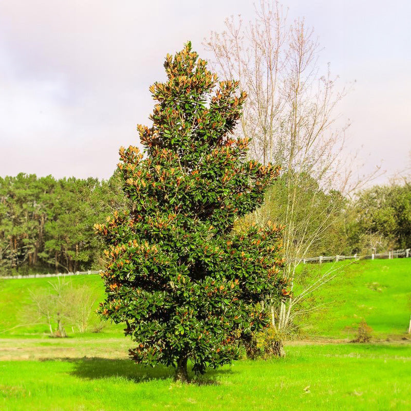 Dd Blanchard Magnolia Tree - 3 Gallon