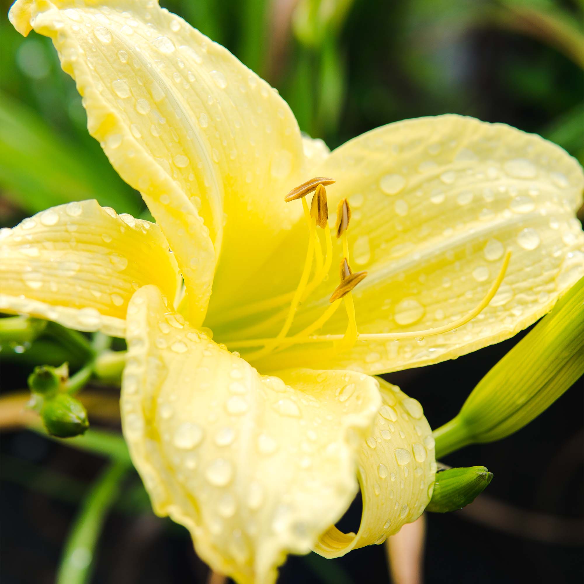 stella lily flower Stella de Oro Daylily - 1 Gallon / 5-Pack