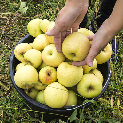 Dorsett Golden Apple Tree