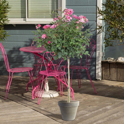 Double Pink Knock Out® Rose Tree