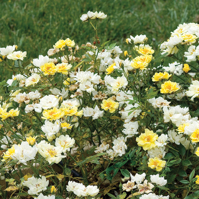 Lemon Drift® Rose Bush