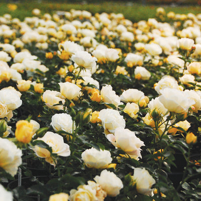 Popcorn Drift® Rose Bush