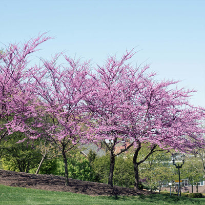 Eastern Redbud Tree