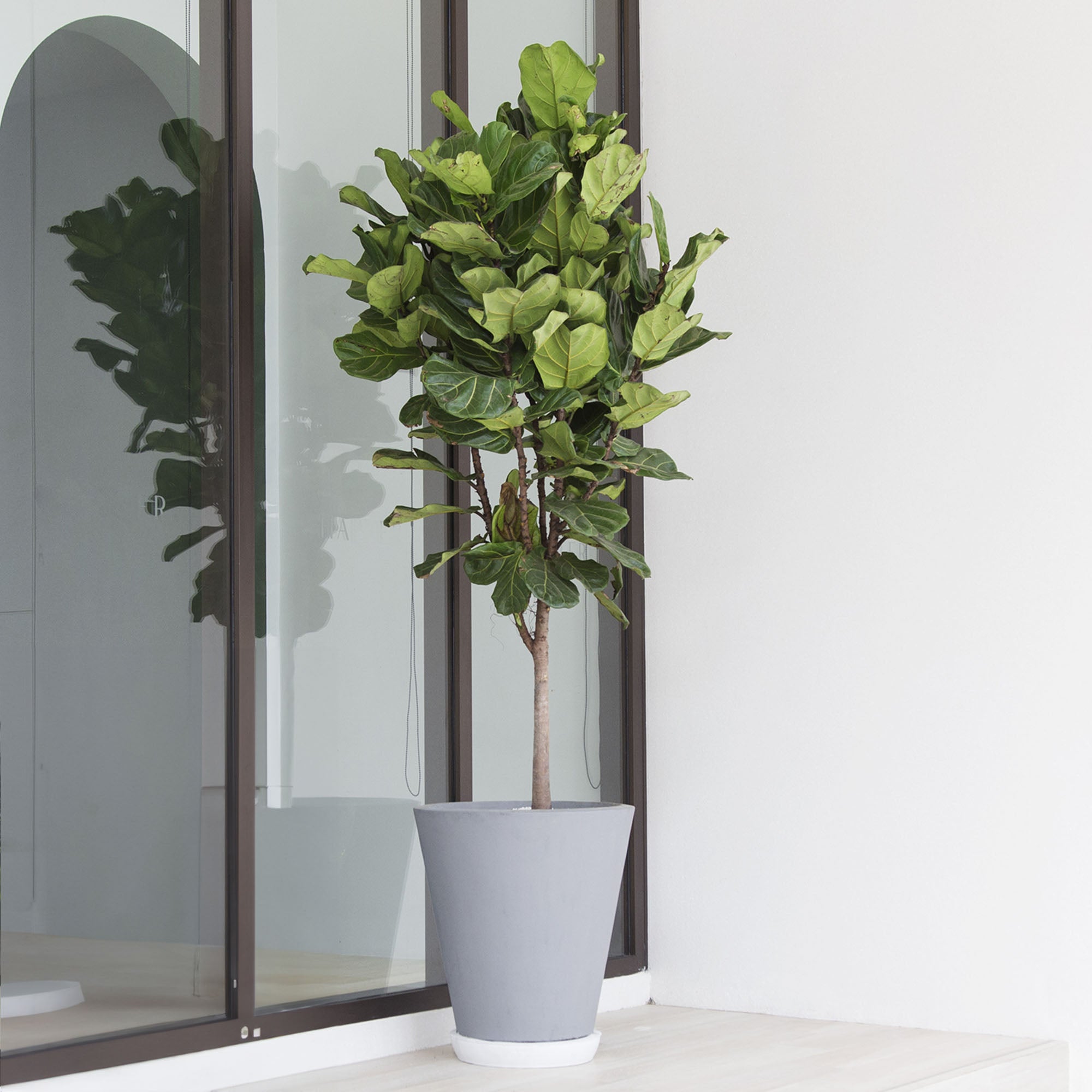 Indoor Plants Fiddle Leaf Fig Tree Poisonous To Dogs Fiddle Leaf