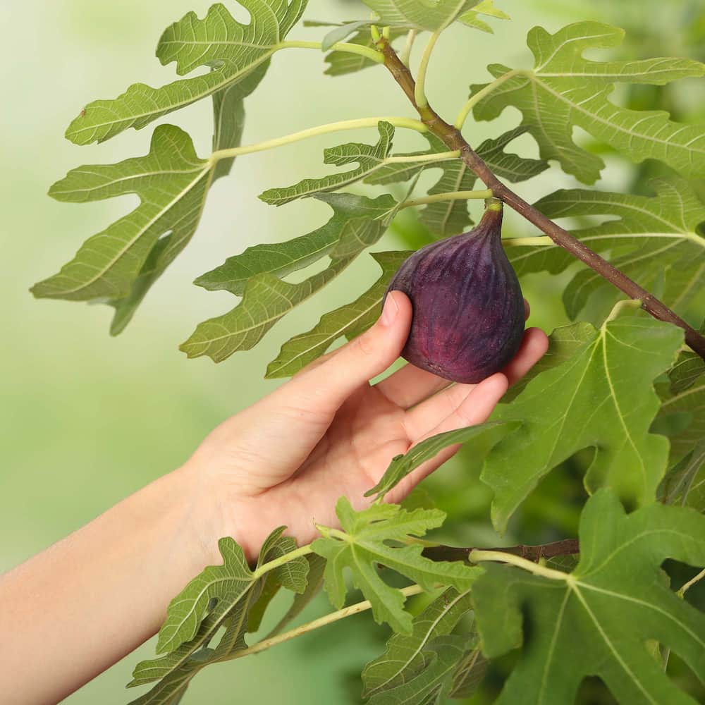 Chicago Hardy Fig For Sale | Cold Hardy Fruit | Perfect Plants