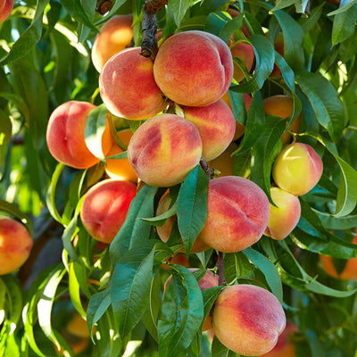 A branch of flordaking peach with multiple ripe peaches hanging from it, basking in sunlight.